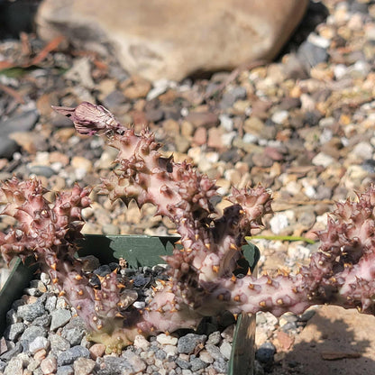 Edithcolea Grandis 'Persian Carpet Flower' - 4 Inch Assorted - Cactus - DesertScapeSucculent