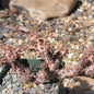 Edithcolea Grandis 'Persian Carpet Flower' - 4 Inch Assorted - Cactus - DesertScapeSucculent