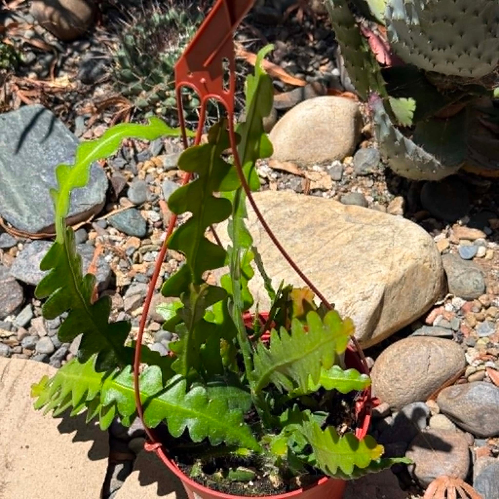 DesertScapeSucculent Cactus Epiphyllum anguliger 'Fishbone'