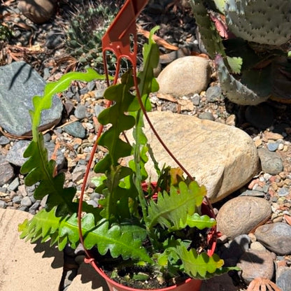 DesertScapeSucculent Cactus Epiphyllum anguliger 'Fishbone'