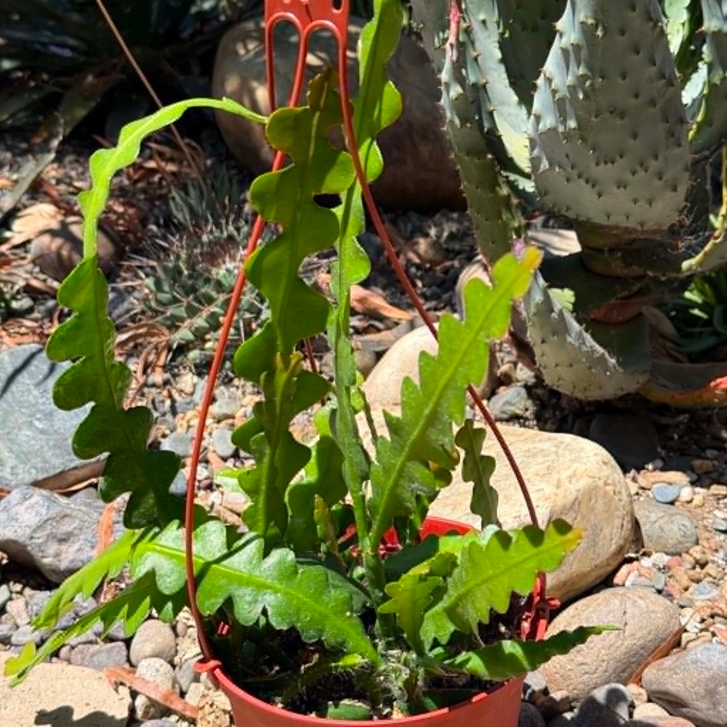 DesertScapeSucculent Cactus 6 Inch Epiphyllum anguliger 'Fishbone'