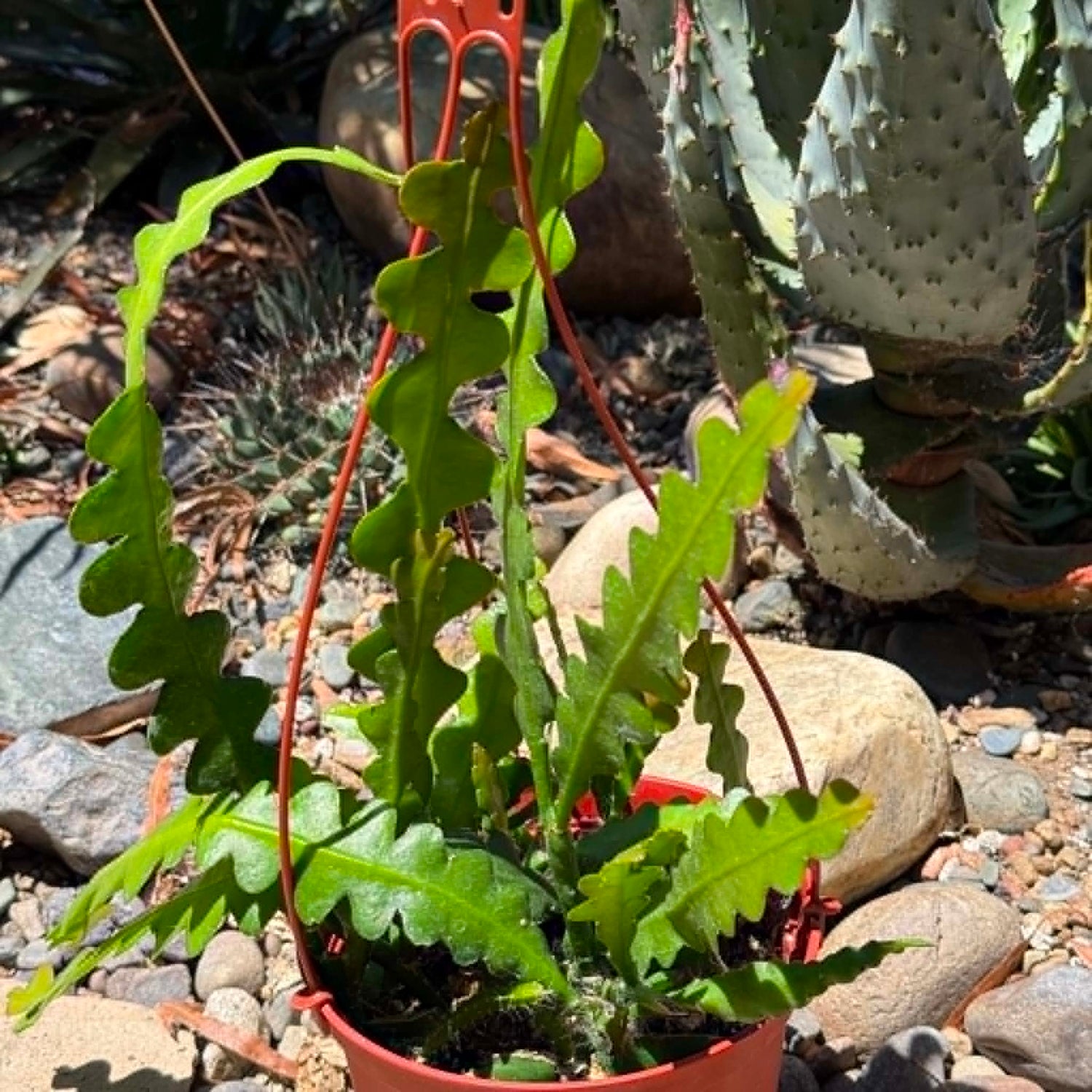 DesertScapeSucculent Cactus 6 Inch Epiphyllum anguliger 'Fishbone'