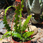 DesertScapeSucculent Cactus 6 Inch Epiphyllum anguliger 'Fishbone'