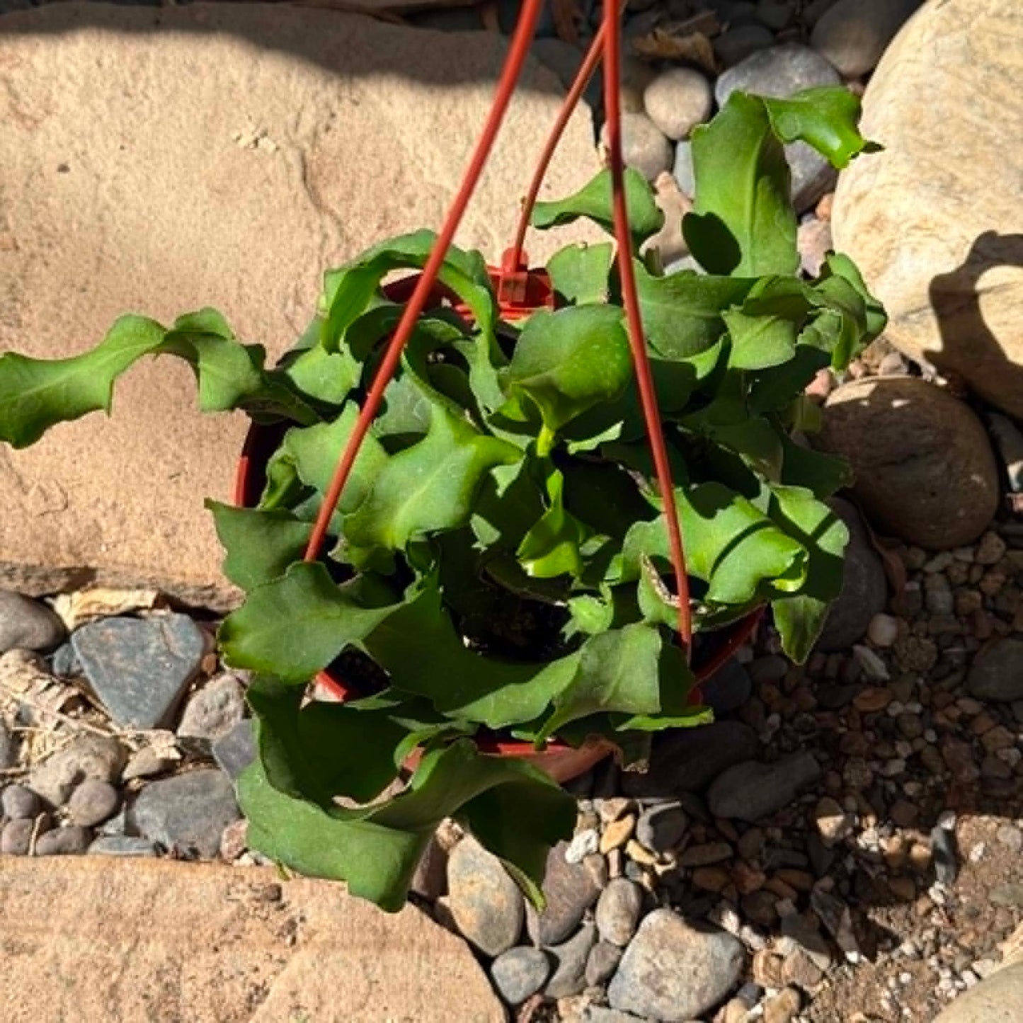 DesertScapeSucculent Cactus 6 Inch Epiphyllum guatemalense Monstrose