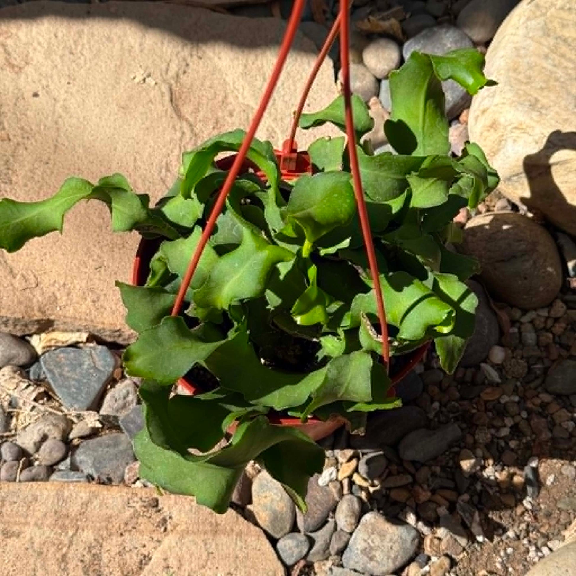 DesertScapeSucculent Cactus 6 Inch Epiphyllum guatemalense Monstrose