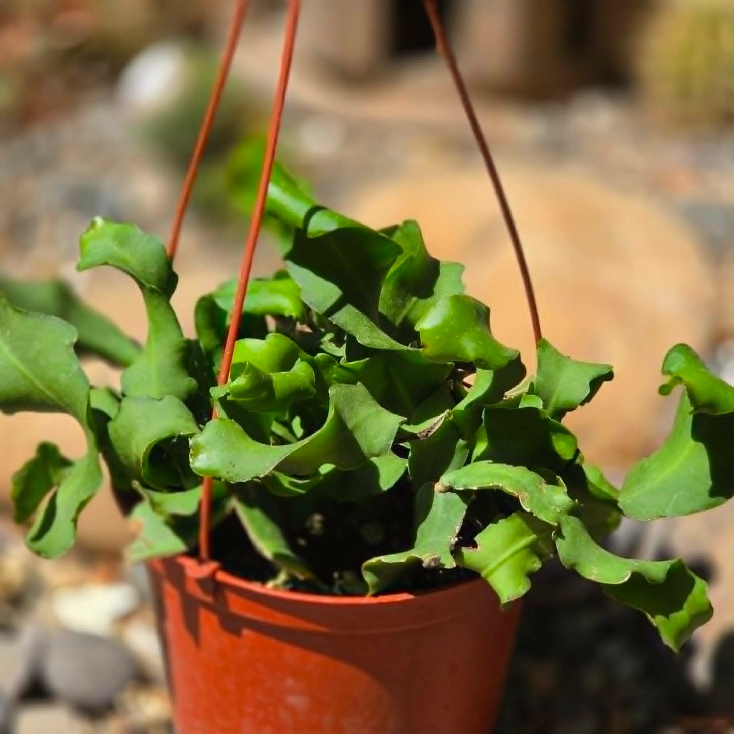 DesertScapeSucculent Cactus 6 Inch Epiphyllum guatemalense Monstrose
