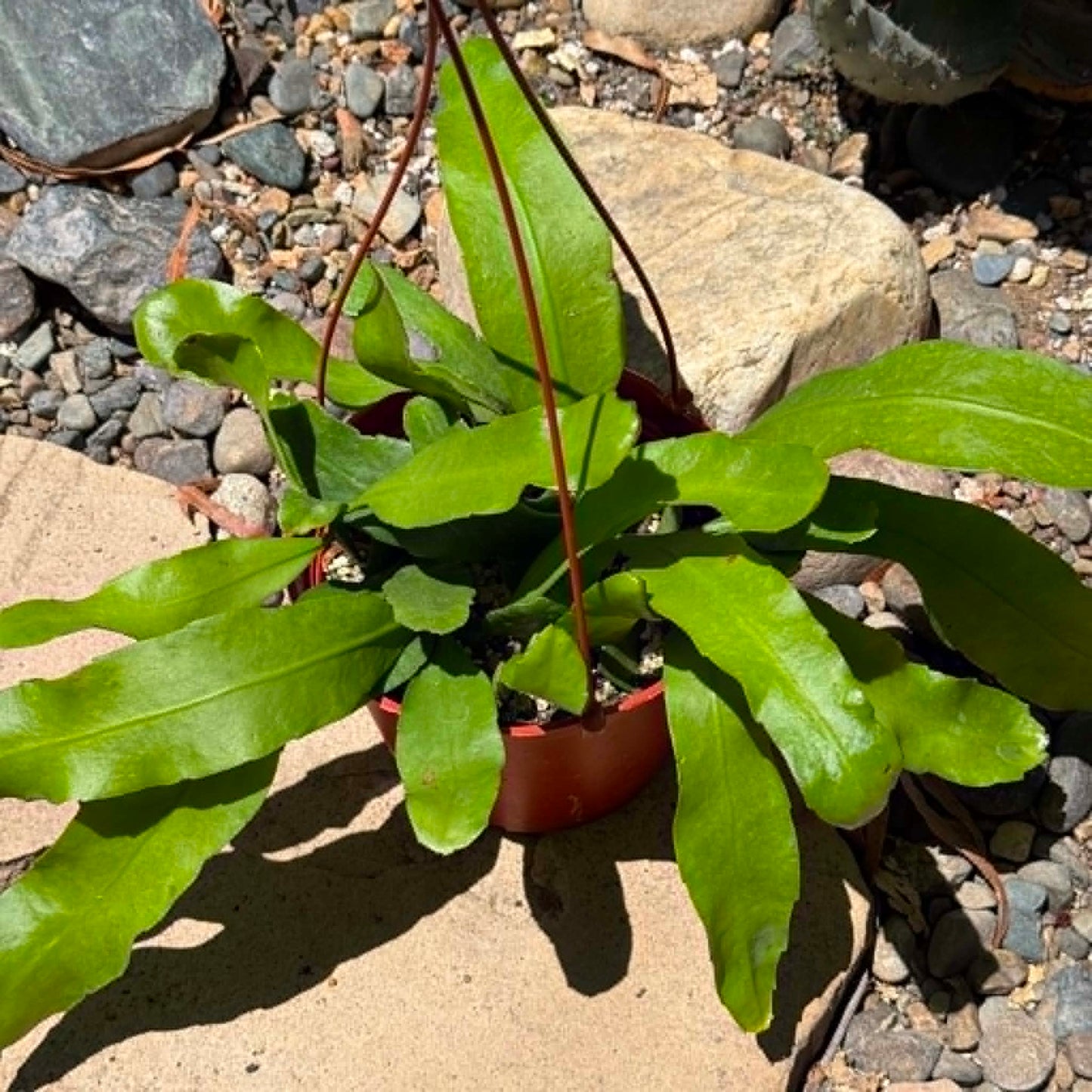 DesertScapeSucculent Cactus 6 Inch Epiphyllum oxypetalum 'Queen of the Night'