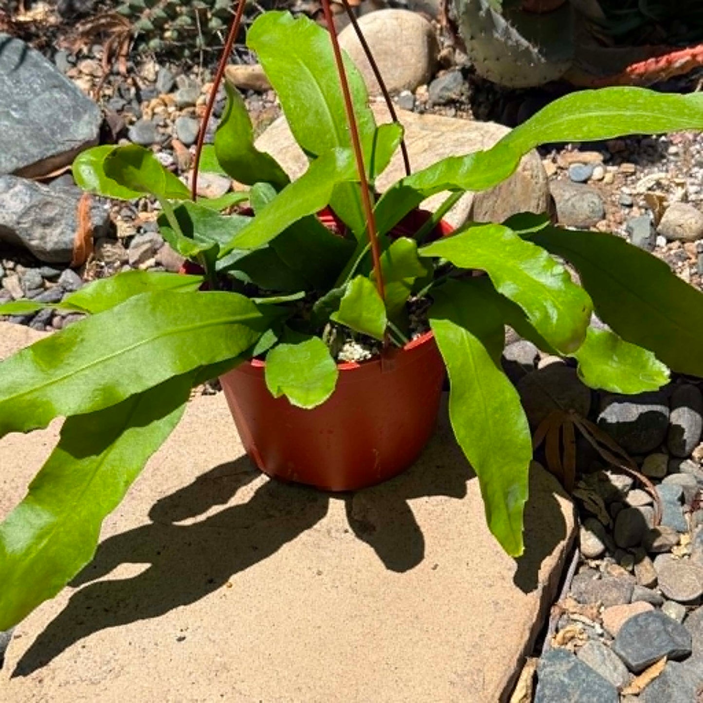 DesertScapeSucculent Cactus 6 Inch Epiphyllum oxypetalum 'Queen of the Night'
