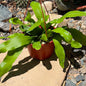 DesertScapeSucculent Cactus 6 Inch Epiphyllum oxypetalum 'Queen of the Night'