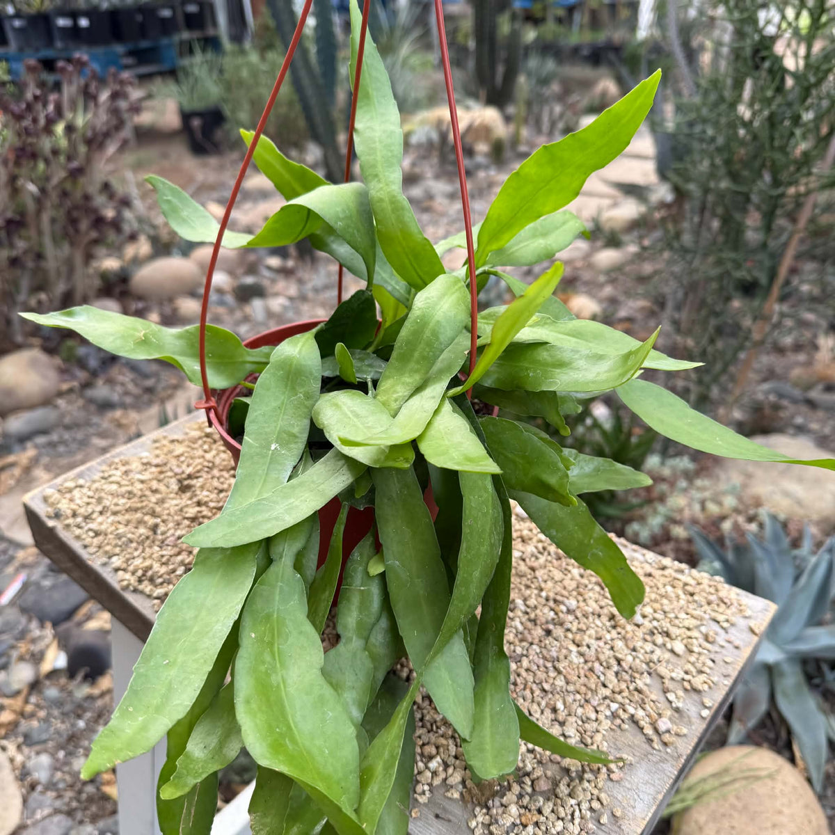 DesertScapeSucculent Cactus 6 Inch Epiphyllum pumilum 'Orchid Cactus'