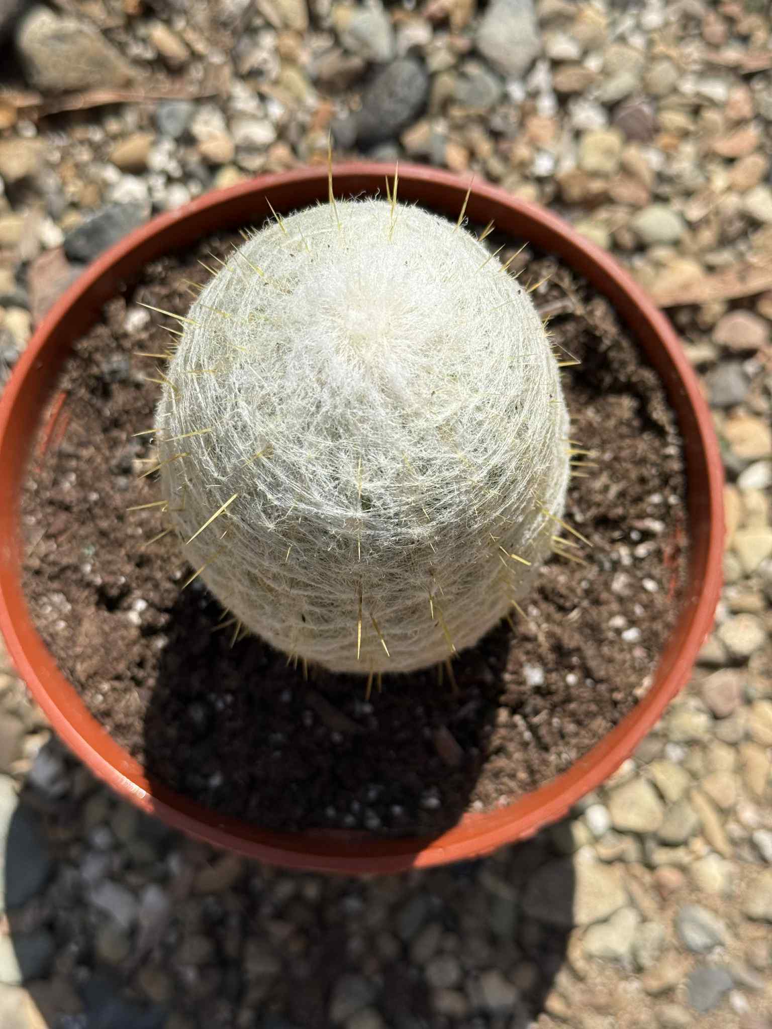 Espostoa Lanata 'Peruvian Old Man' - 6 Inch - Cactus - DesertScapeSucculent