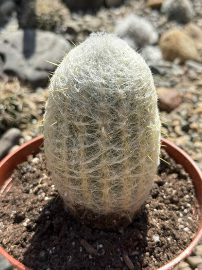 Espostoa Lanata 'Peruvian Old Man' - 6 Inch - Cactus - DesertScapeSucculent