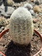 Espostoa Lanata 'Peruvian Old Man' - 6 Inch - Cactus - DesertScapeSucculent