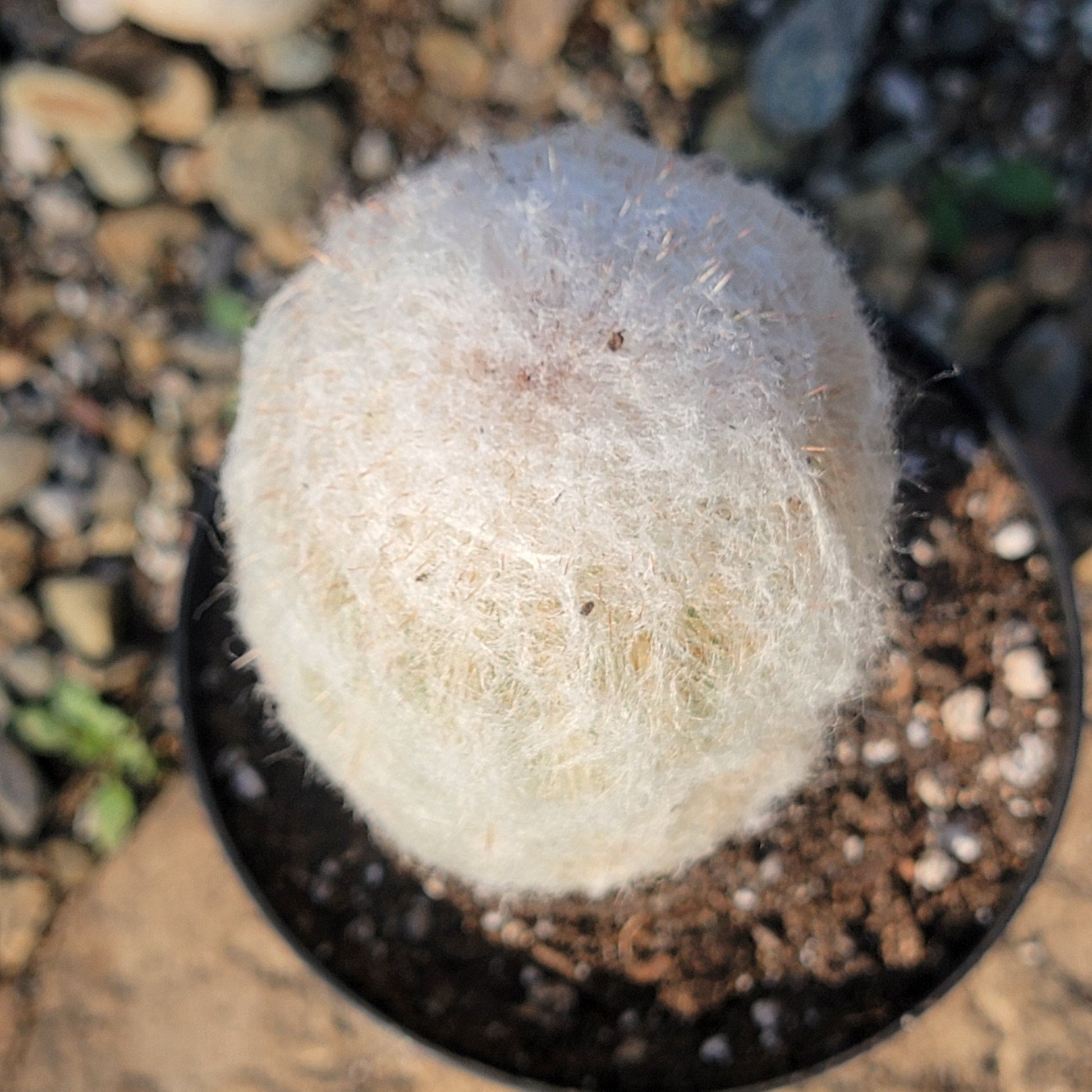 DesertScapeSucculent Cactus Espostoa melanostele 'Peruvian Old Lady Cactus'