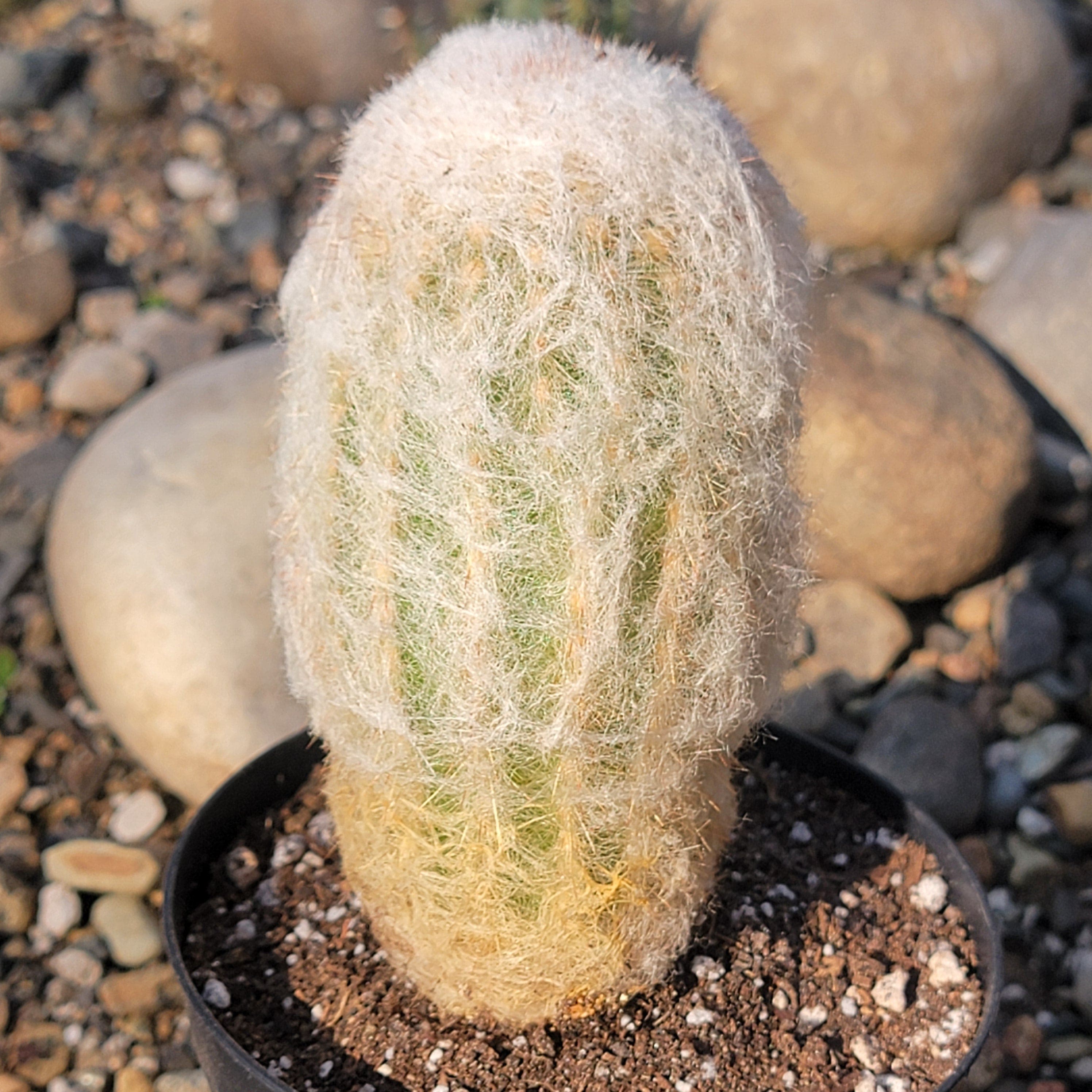 thumbnail image 2 of Espostoa Melanostele 'Peruvian Old Lady Cactus' – Live Succulent – 2.5 Inch Pot 2 of 6
