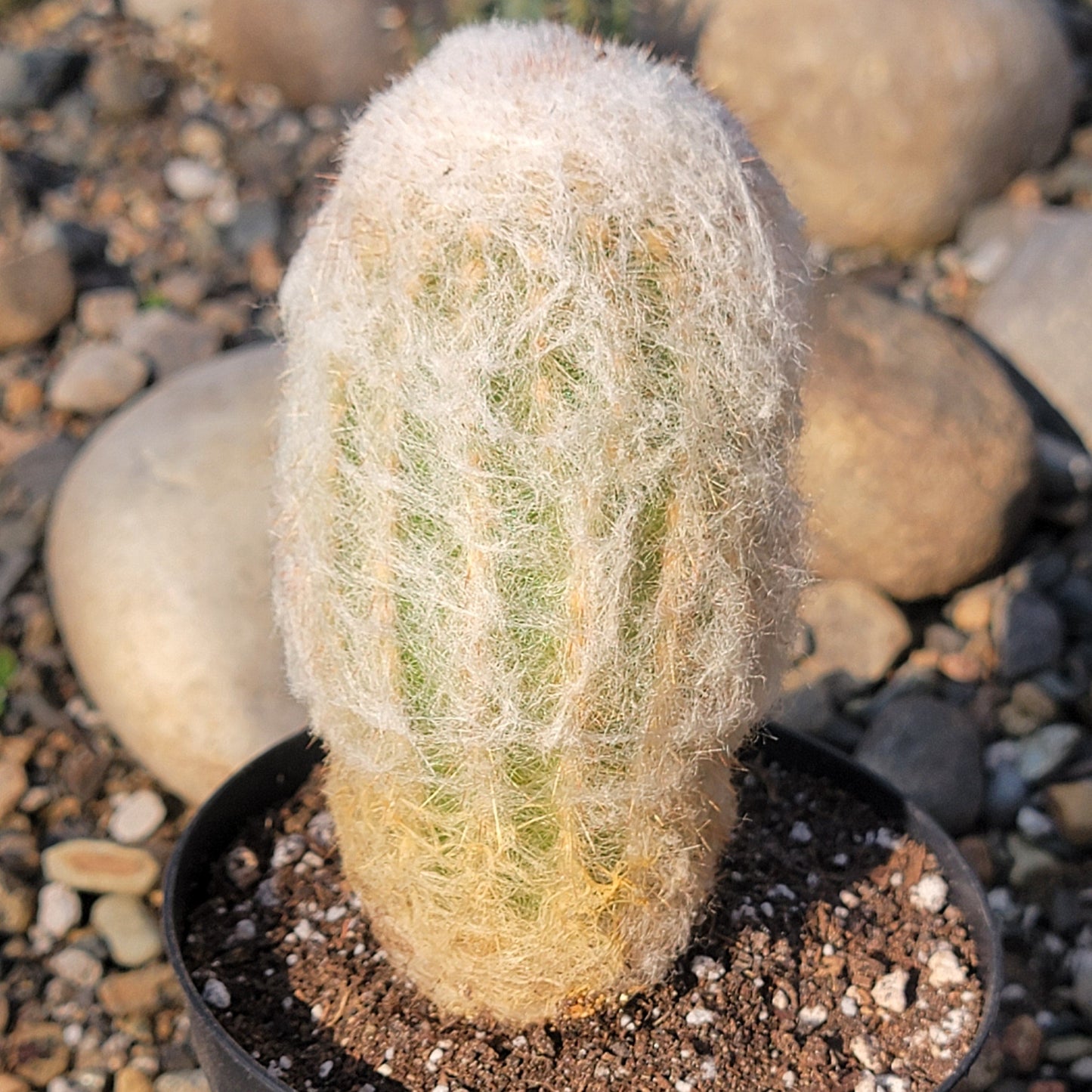 DesertScapeSucculent Cactus 4" Assorted Espostoa melanostele 'Peruvian Old Lady Cactus'