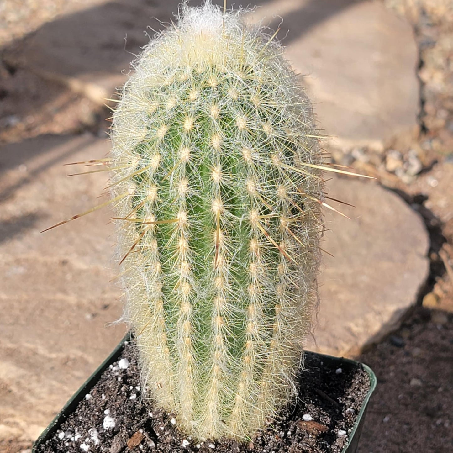 DesertScapeSucculent Cactus 5" Assorted Espostoa melanostele 'Peruvian Old Lady Cactus'