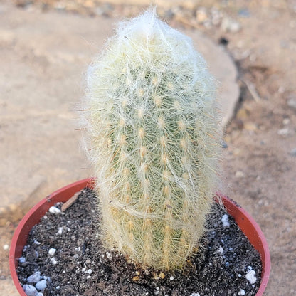 DesertScapeSucculent Cactus 4" Assorted Espostoa melanostele 'Peruvian Old Lady Cactus'