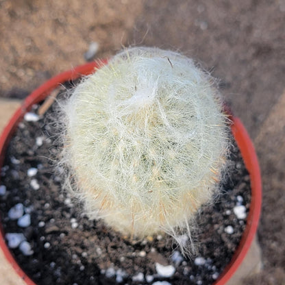 DesertScapeSucculent Cactus Espostoa melanostele 'Peruvian Old Lady Cactus'