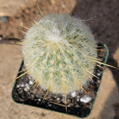 DesertScapeSucculent Cactus Espostoa melanostele 'Peruvian Old Lady Cactus'