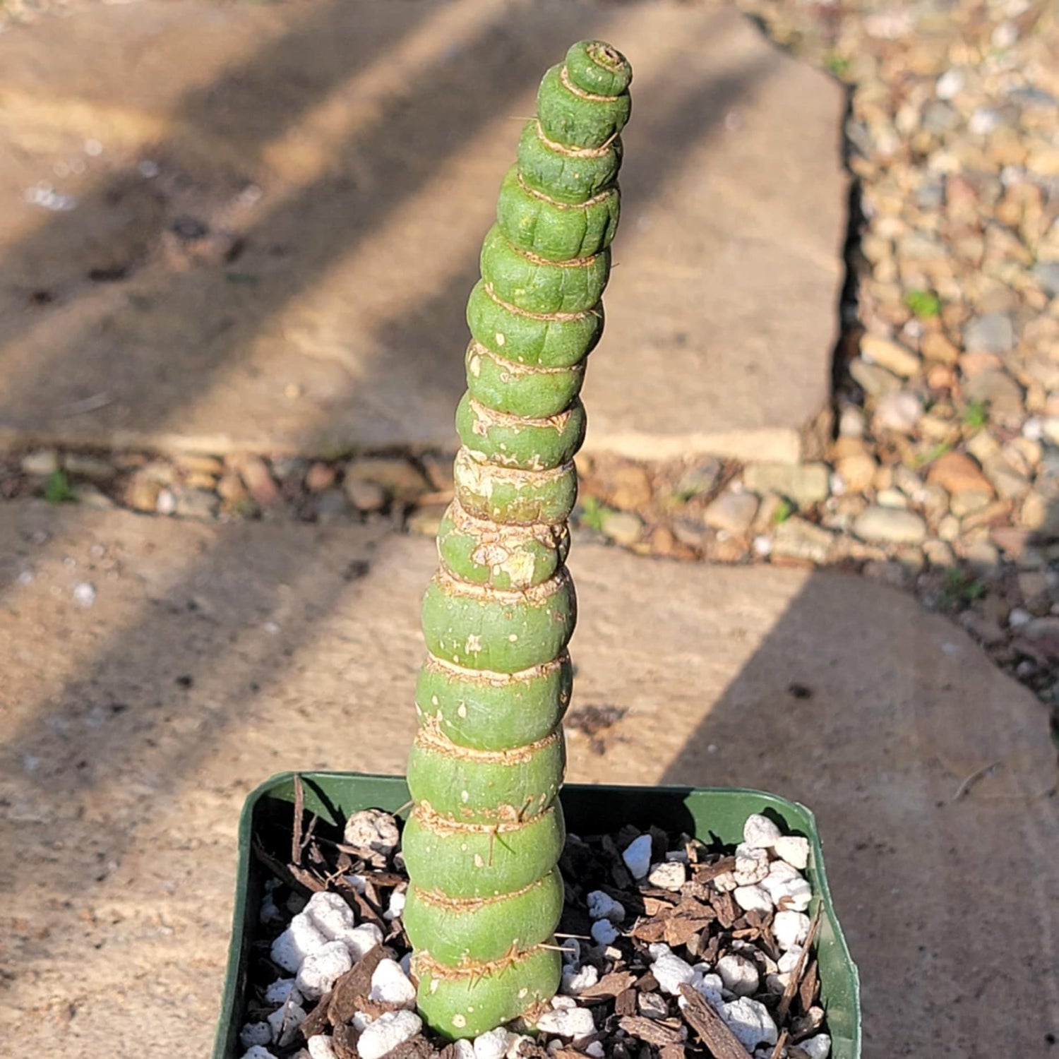 DesertScapeSucculent Cactus 4" Assorted (7" Tall) Eulychnia Castanea cv. varispiralis 'Unicorn Cactus'