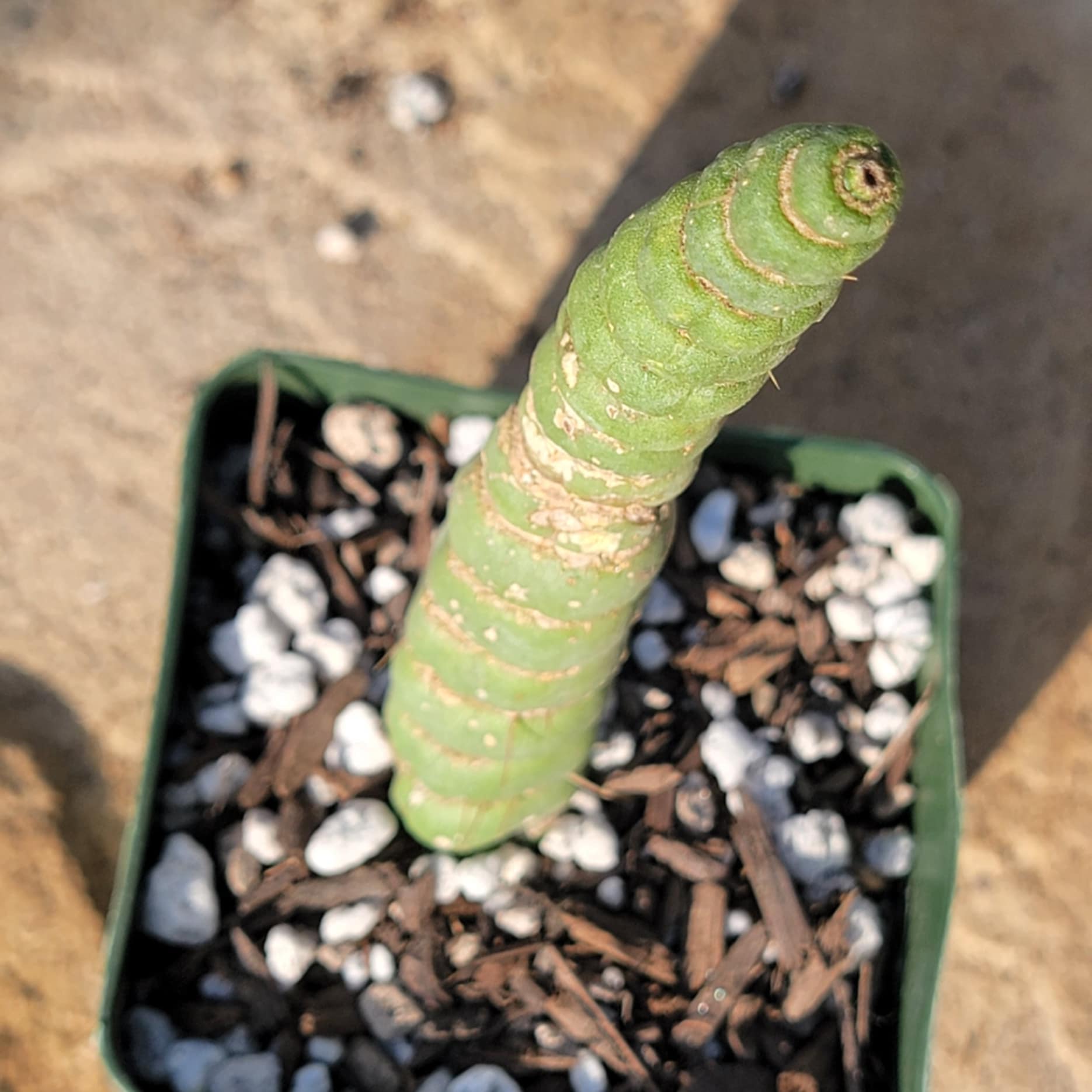 DesertScapeSucculent Cactus 4" Assorted (7" Tall) Eulychnia Castanea cv. varispiralis 'Unicorn Cactus'