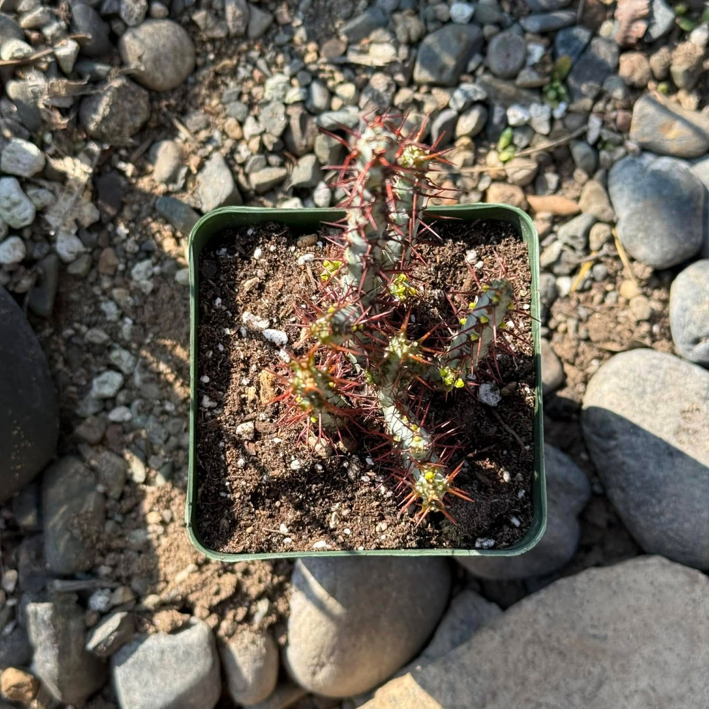 DesertScapeSucculent Cactus 4 Inch Assorted Euphorbia aeruginosa 'Miniature Saguaro'