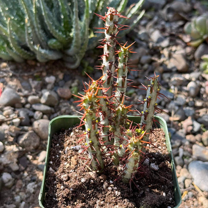 DesertScapeSucculent Cactus 4 Inch Assorted Euphorbia aeruginosa 'Miniature Saguaro'