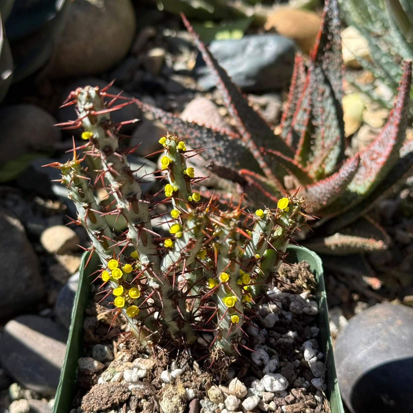 DesertScapeSucculent Cactus 4 Inch Assorted Euphorbia aeruginosa 'Miniature Saguaro'