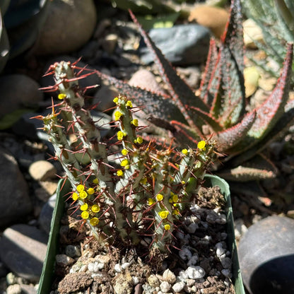 DesertScapeSucculent Cactus 4 Inch Assorted Euphorbia aeruginosa 'Miniature Saguaro'