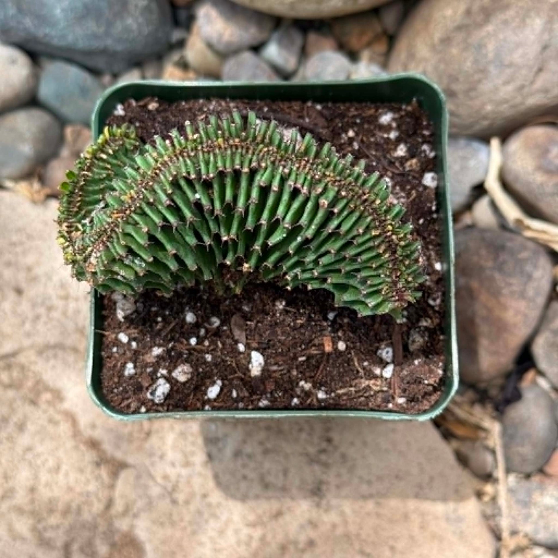 DesertScapeSucculent Cactus 4 Inch Euphorbia ammak cristata