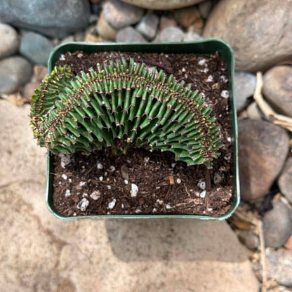 DesertScapeSucculent Cactus 4 Inch Euphorbia ammak cristata