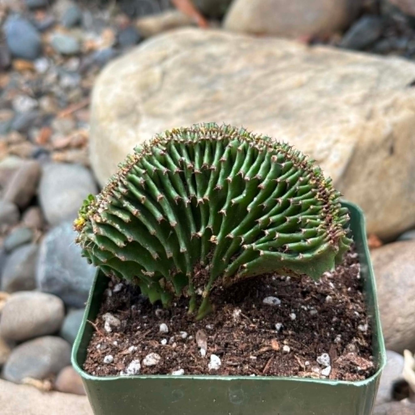 DesertScapeSucculent Cactus 4 Inch Euphorbia ammak cristata