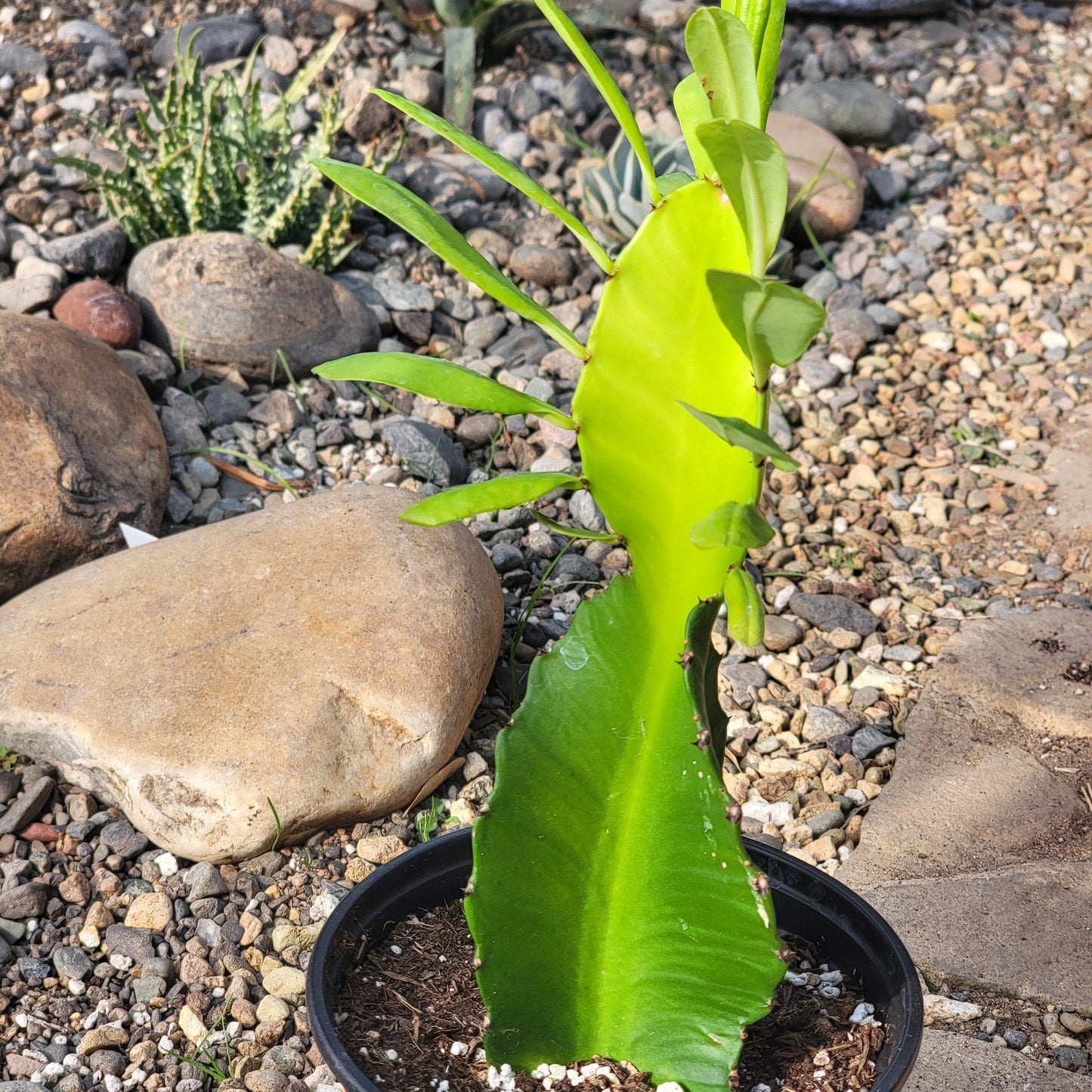 DesertScapeSucculent Cactus 6" Assorted Euphorbia ampliphylla