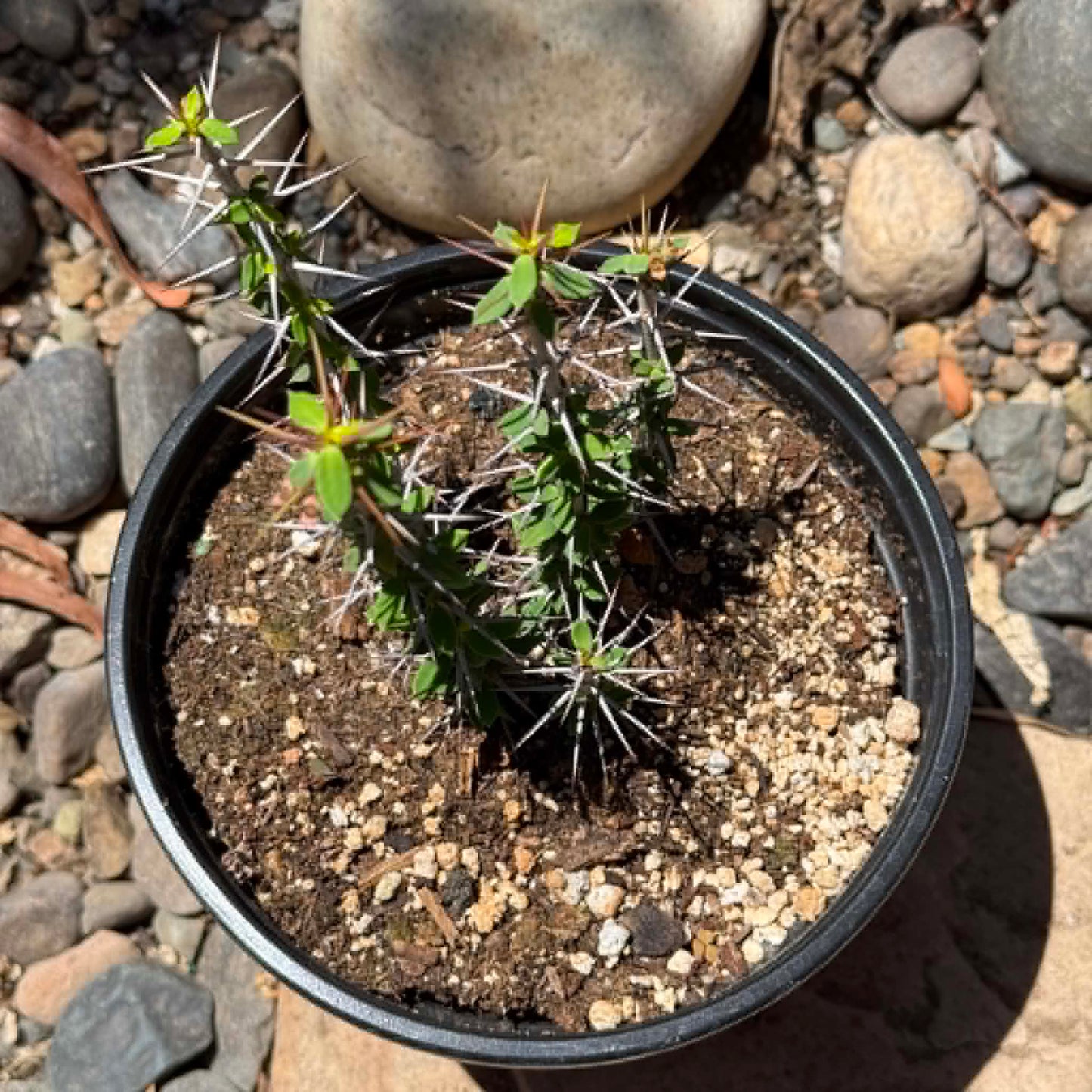 DesertScapeSucculent Cactus 6 Inch Euphorbia beharensis
