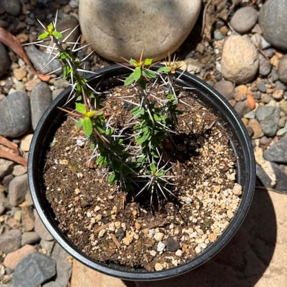 DesertScapeSucculent Cactus 6 Inch Euphorbia beharensis