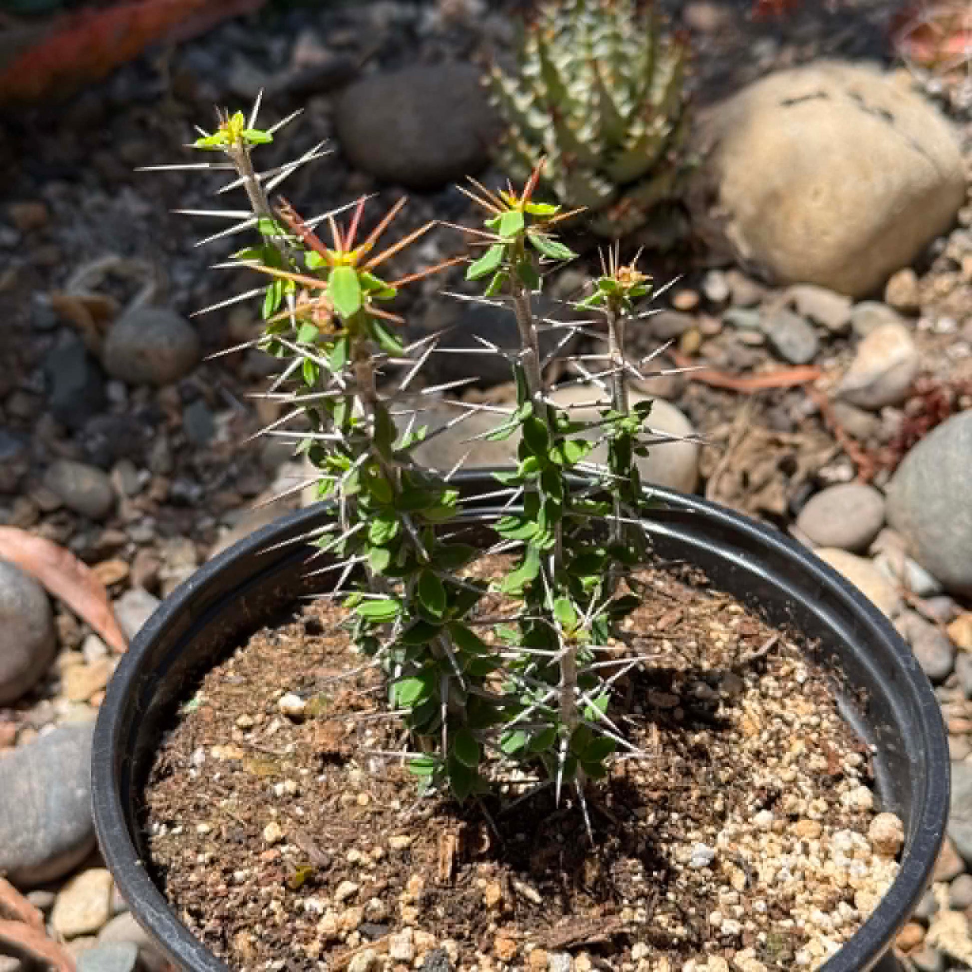 DesertScapeSucculent Cactus 6 Inch Euphorbia beharensis