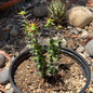 DesertScapeSucculent Cactus 6 Inch Euphorbia beharensis