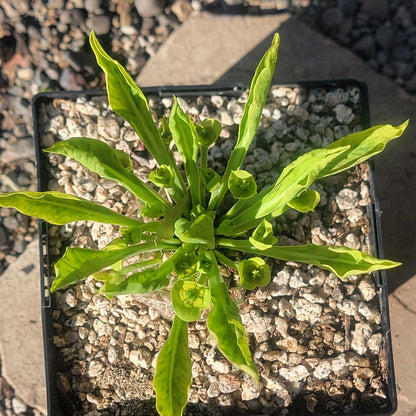 DesertScapeSucculent Cactus Euphorbia bupleurifolia