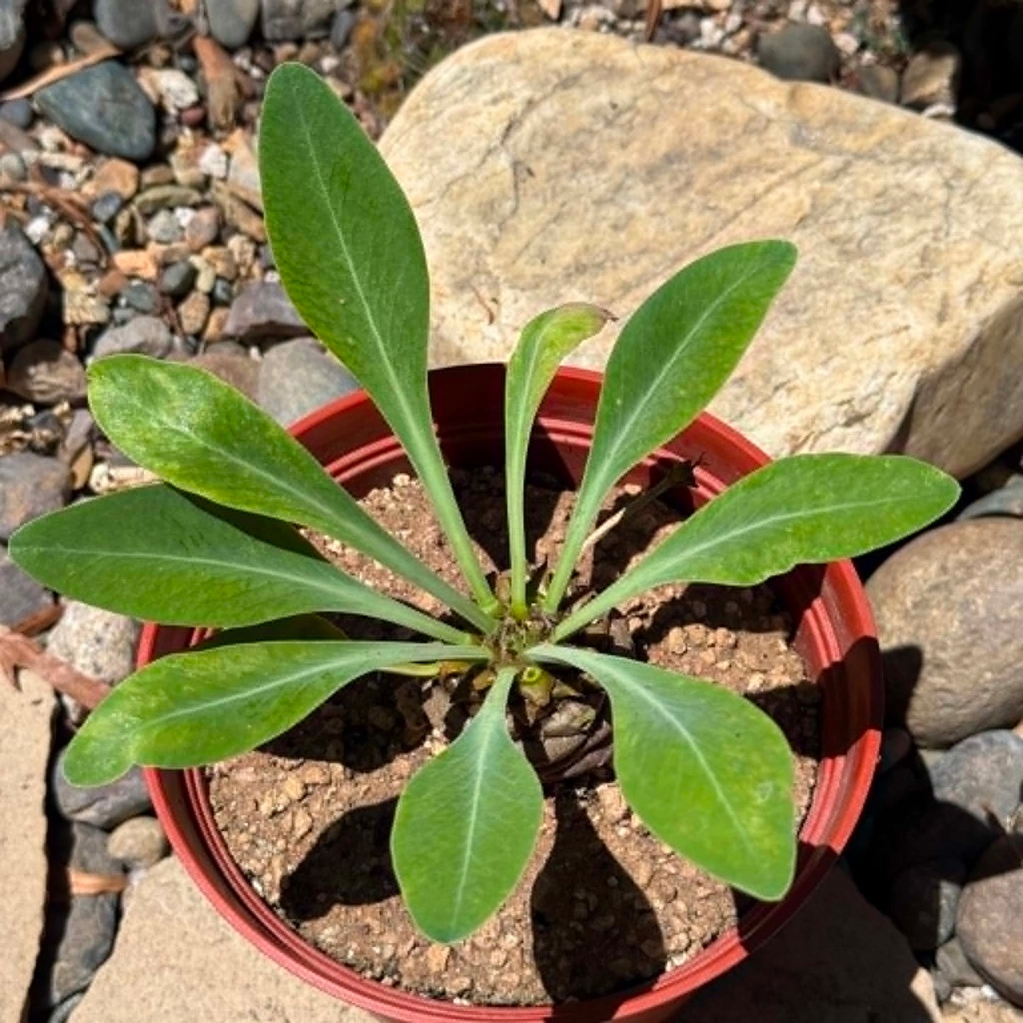 DesertScapeSucculent Cactus Euphorbia bupleurifolia