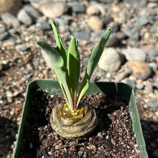 Euphorbia bupleurifolia