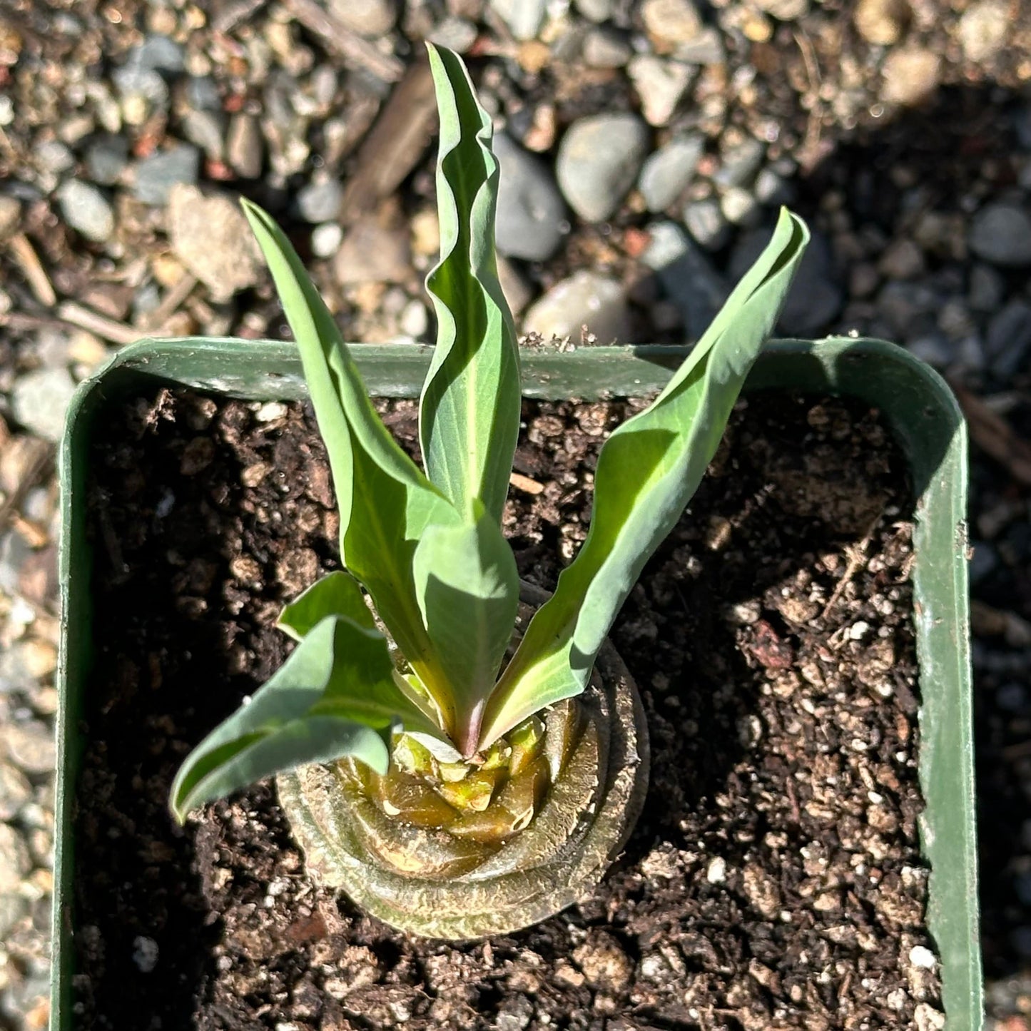 Euphorbia bupleurifolia