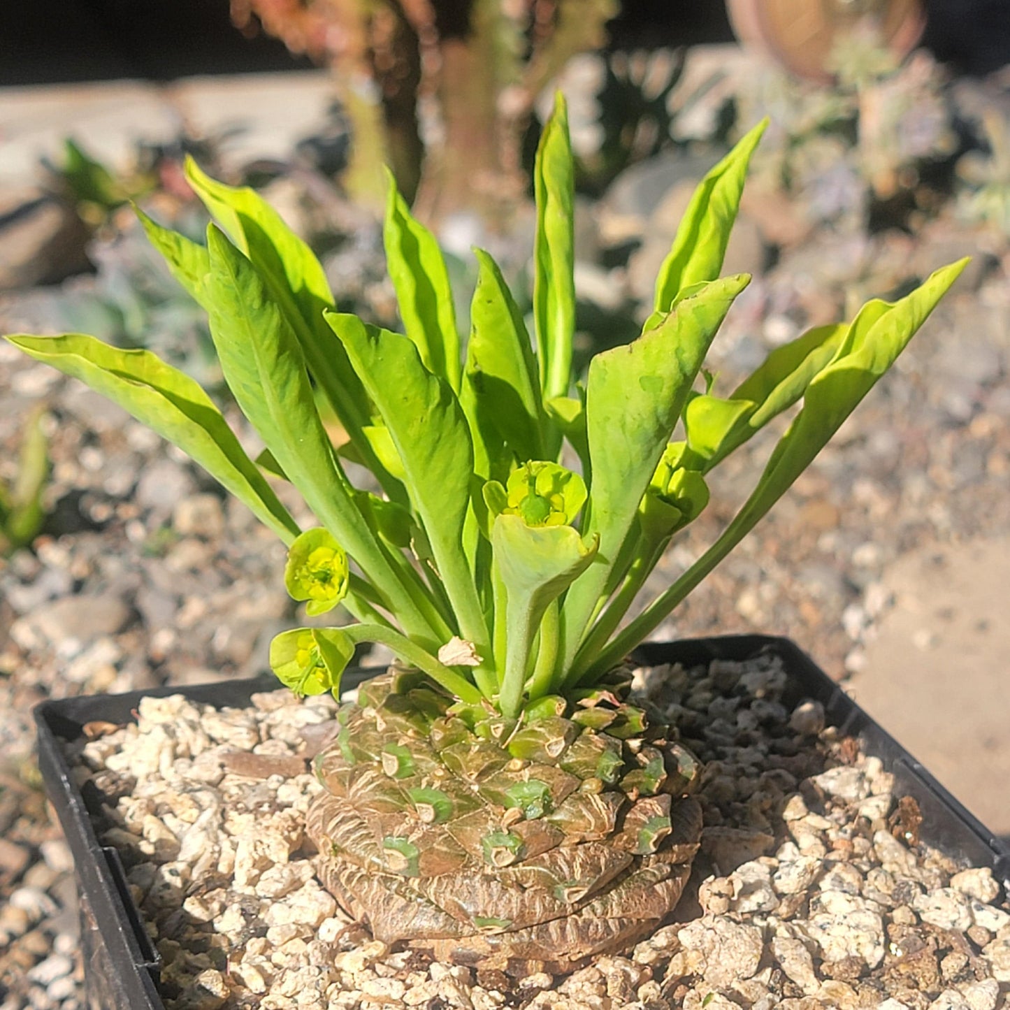 DesertScapeSucculent Cactus 6" Assorted Euphorbia bupleurifolia