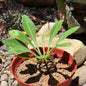 DesertScapeSucculent Cactus 6 Inch Assorted Euphorbia bupleurifolia