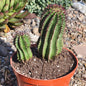 Euphorbia cereiformis 'Milk Barrel' - 6 Inch Assorted - Cactus - DesertScapeSucculent