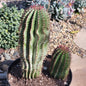 Euphorbia cereiformis 'Milk Barrel' - 8 Inch Assorted - Cactus - DesertScapeSucculent