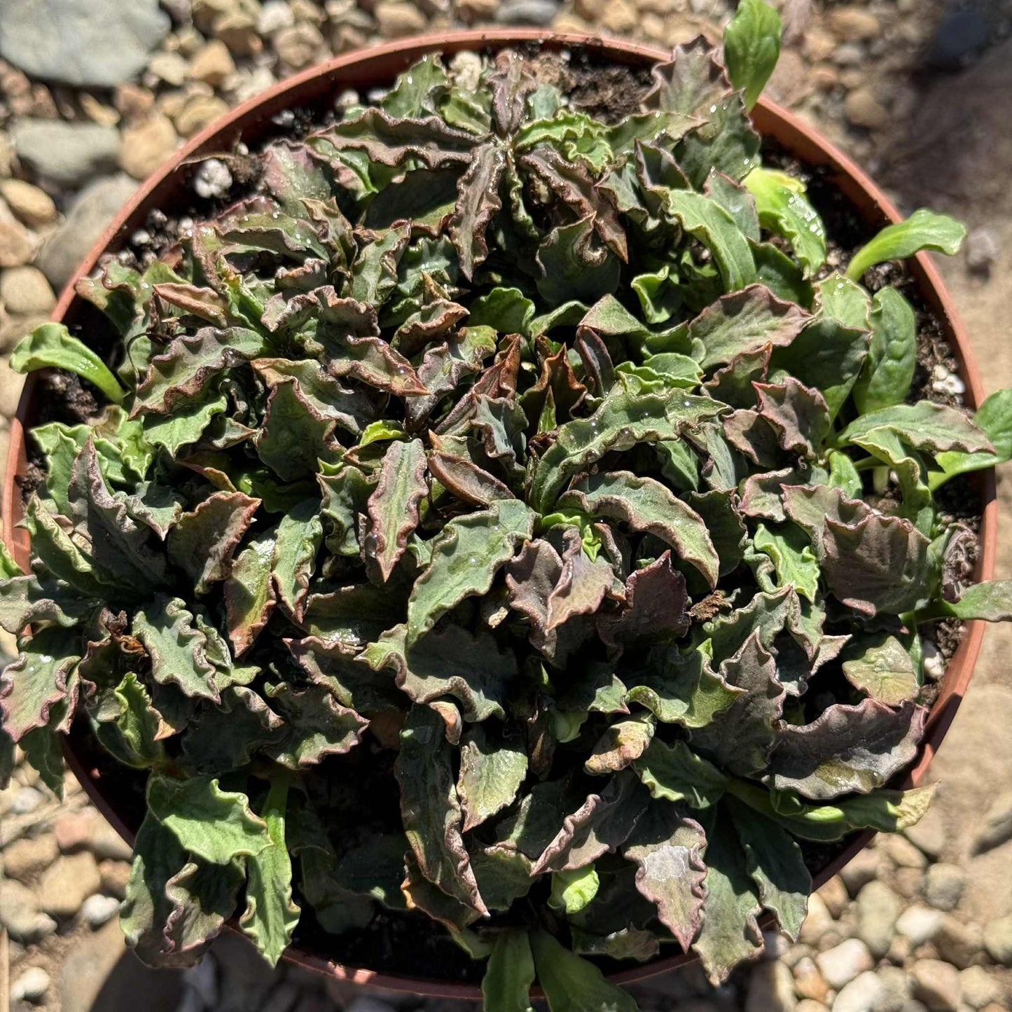 Euphorbia decaryi var. decaryi - 6 Inch - Cactus - DesertScapeSucculent