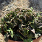 Euphorbia decaryi var. decaryi - 6 Inch - Cactus - DesertScapeSucculent