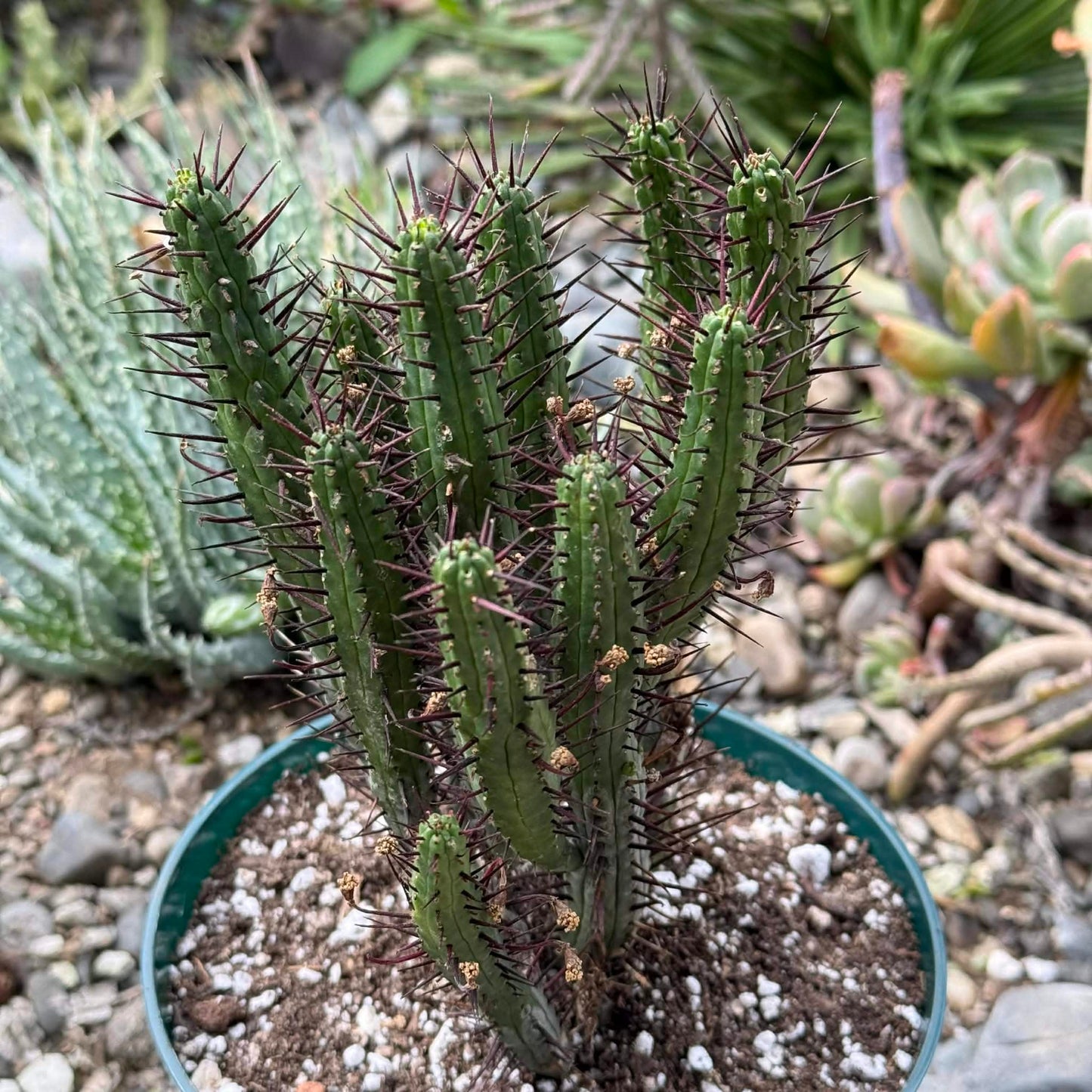 DesertScapeSucculent Cactus 6 Inch Euphorbia enopla