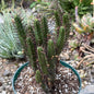 DesertScapeSucculent Cactus 6 Inch Euphorbia enopla